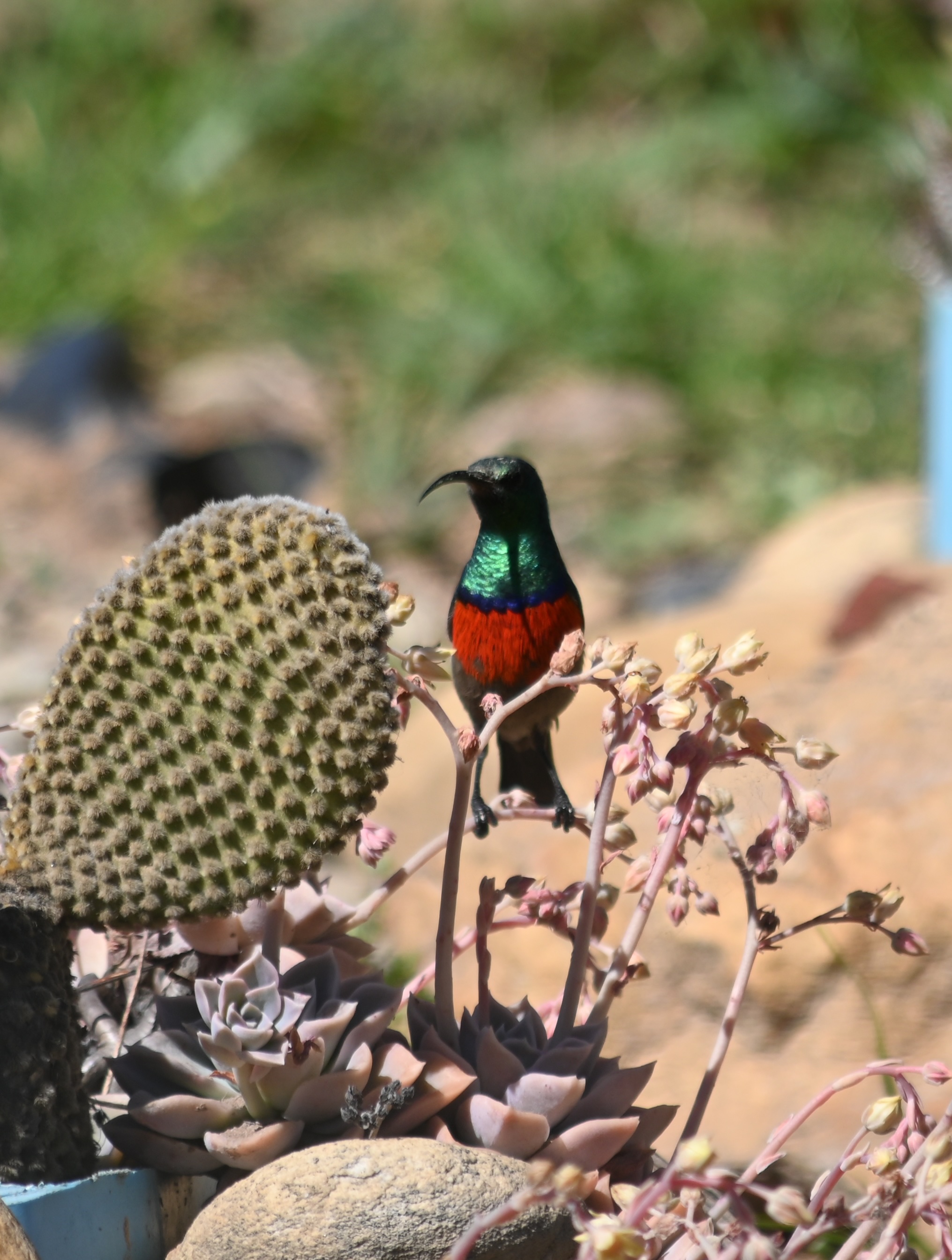 Sunbird on succulent