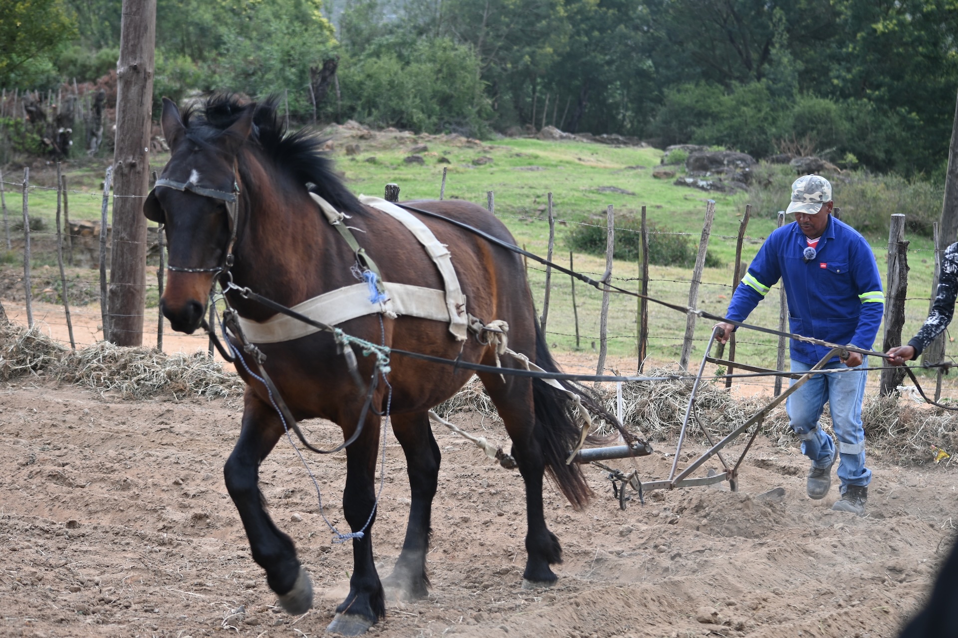 Traditional field plowing