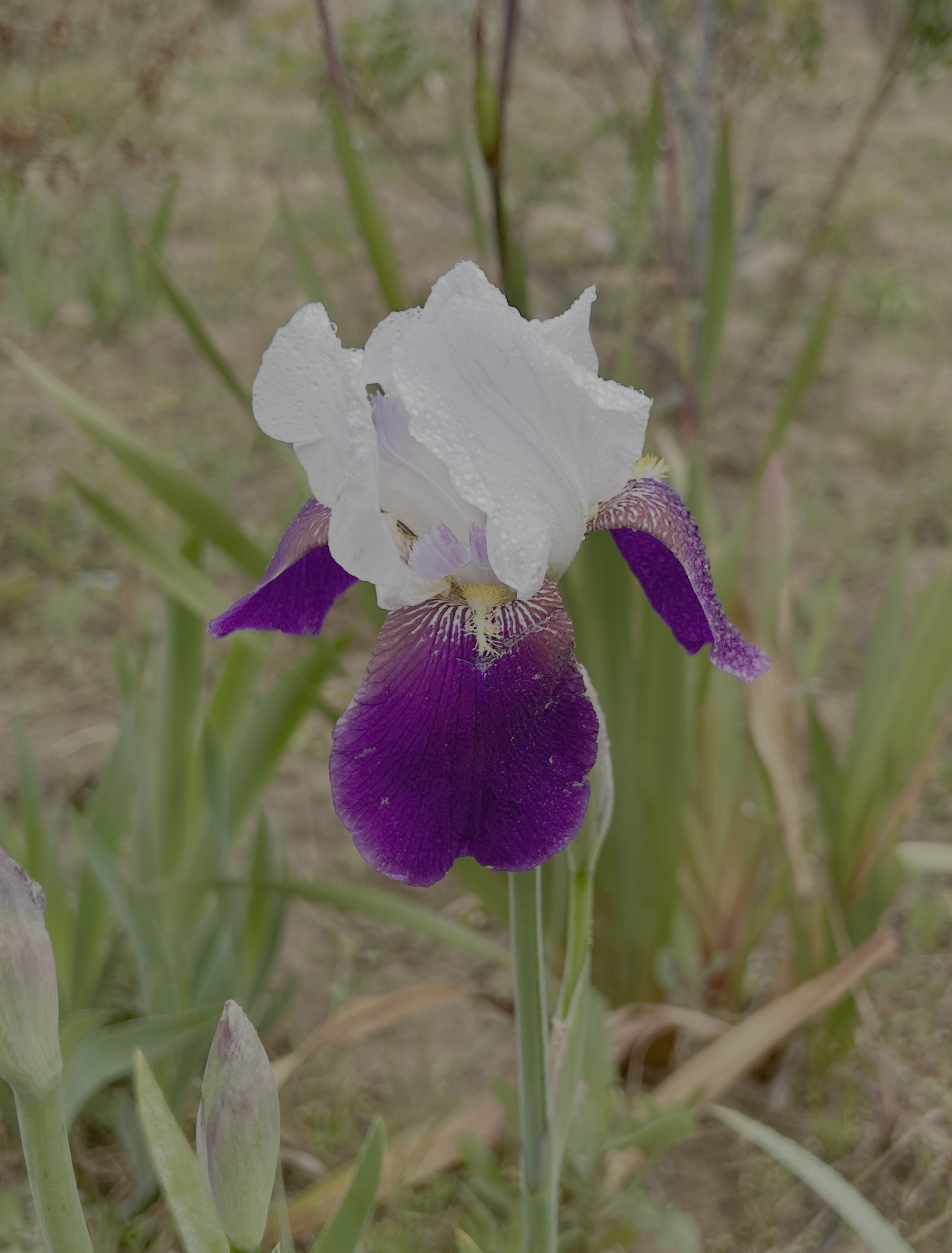 Blooming purple iris