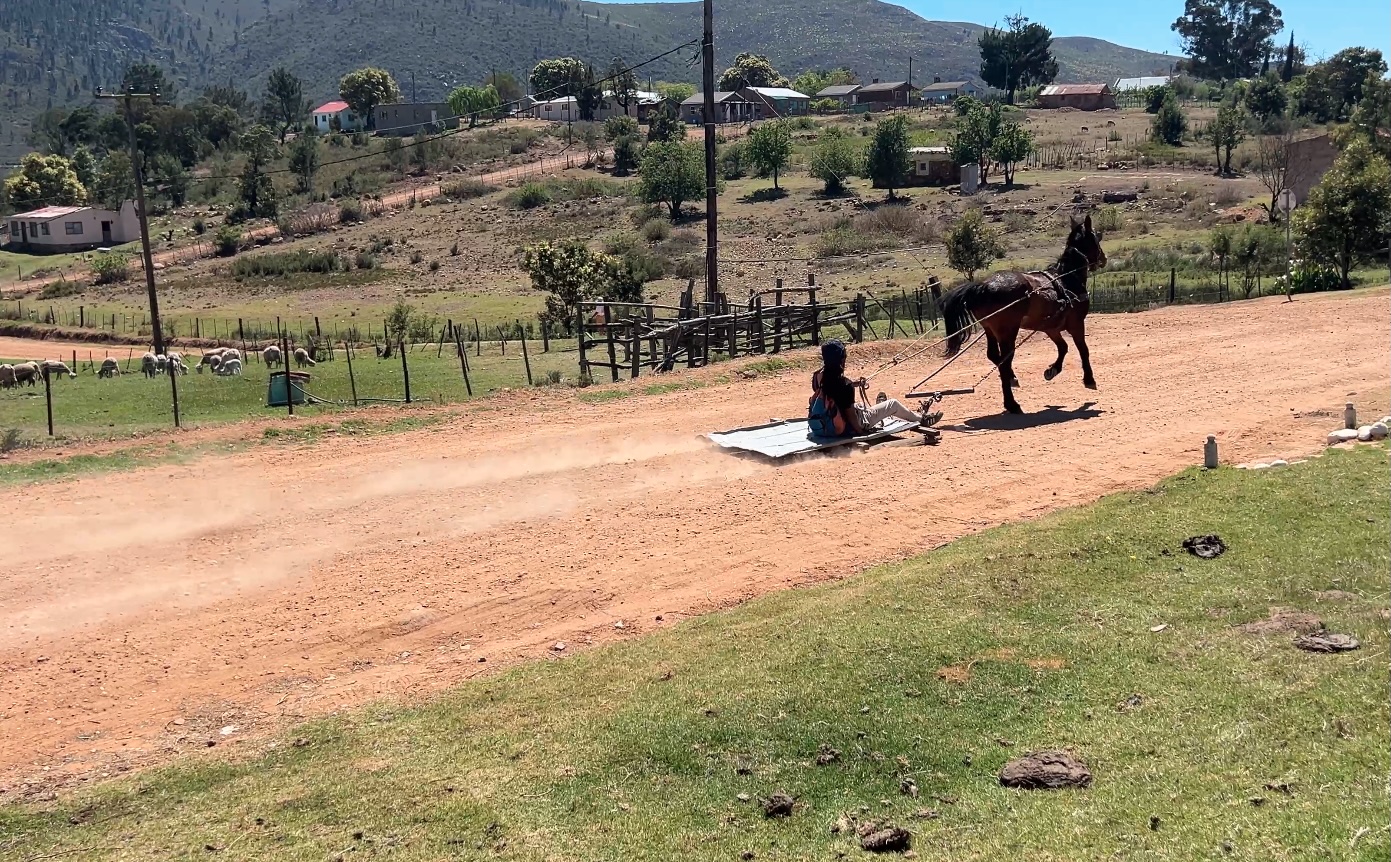 Horse sled race