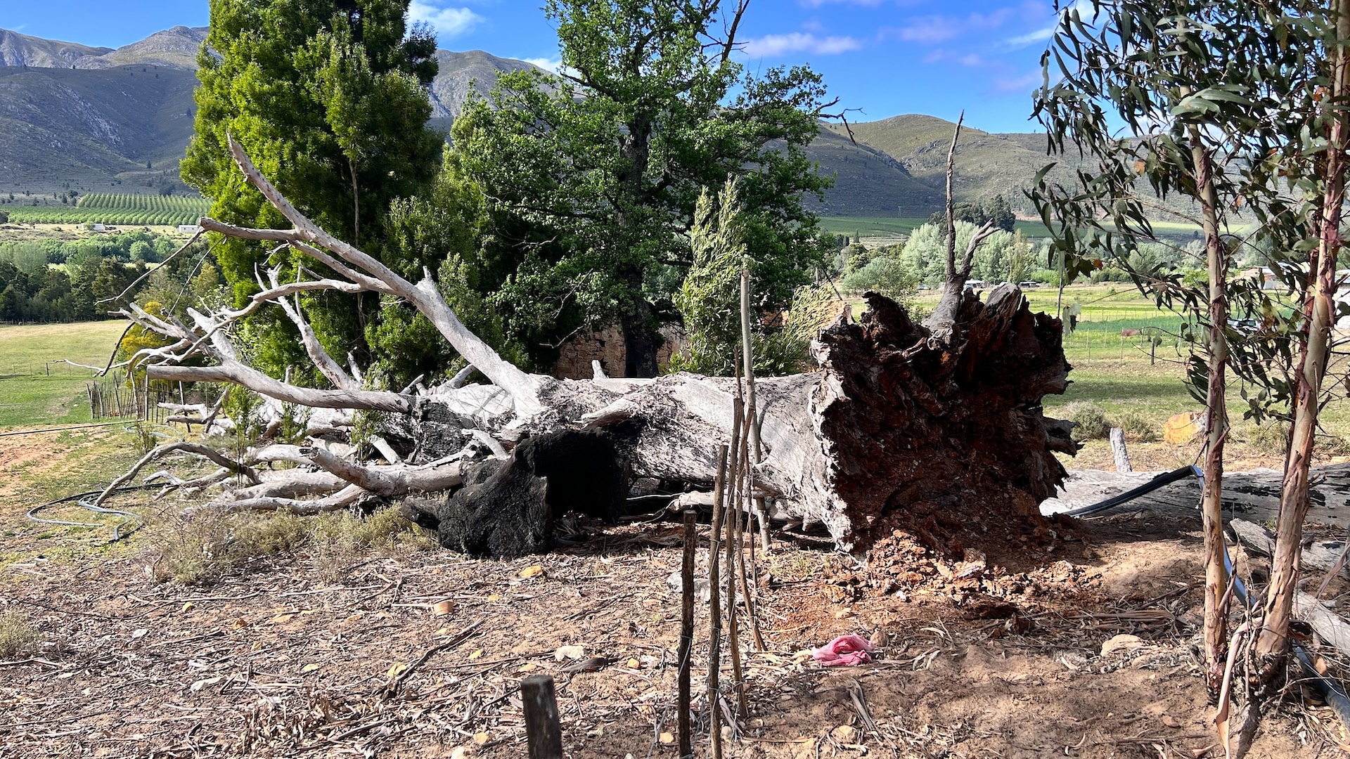 Massive uprooted tree